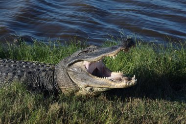 Bir Amerikan timsahının kafası, ağzı sonuna kadar açık ve tüm dişleri ortada.