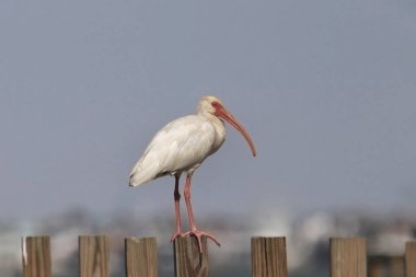 White Ibis (eudocimus albus) perched on a wooden fence clipart