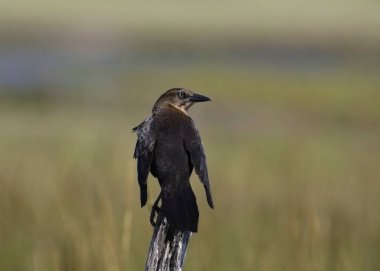 Great-tailed Grackle (female) (quiscalus mexicanus) perched on a fence post clipart