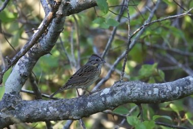 Lincoln 's Sparrow (Melospiza Lincoln) büyük bir ağaca tünedi.