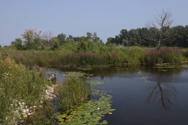 Tommy Thompson Parkı, Toronto, Ontario, Kanada