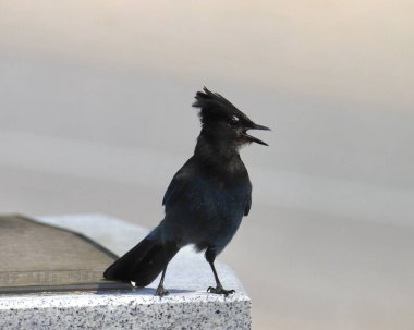 Steller's Jay (cyanocitta stelleri) perched on marble slab clipart