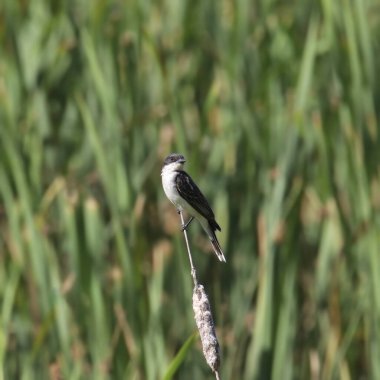 Doğu Kralkuşu (tyrannus tyrannus) bazı kataloğa tünemiştir.