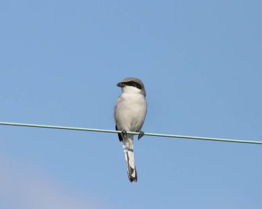 Loggerhead Shrike (lanius ludovicianus) bir elektrik hattına tünedi