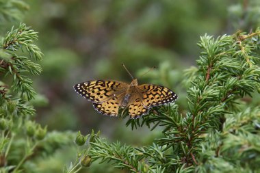 Büyük Spangled Fritillary Buttery (Speyeria cybele) bitmeyen yeşil bir ağaca tünedi.