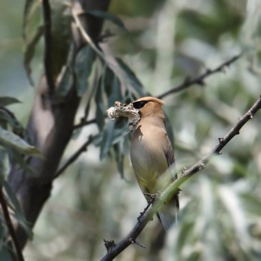 Cedar Waxwing (bombycilla cedrorum) gagasında bir şey olan