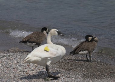 Trompetçi Kuğu (cygnus buccinator) bir çakıl taşı plajında iki Kanada Kazıyla