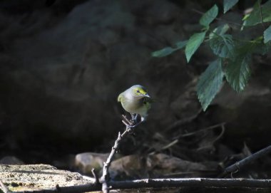 White-eyed Vireo (vireo griseus) perched on a dead branch over a pool of water clipart