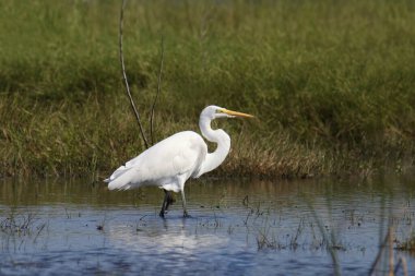 Büyük Akbalıkçıl (ardea alba) sulak bir arazide yürüyor