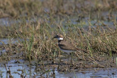 Killdeer (charadrius vociferus) bataklıkta duruyor 