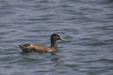 Amerikan Kara Ördeği (ana rubripes) bir gölde yüzüyor