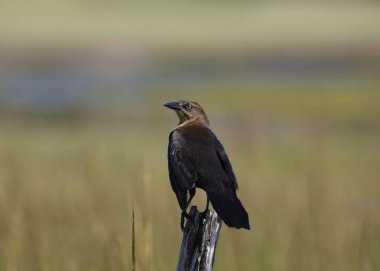 Büyük kuyruklu Grackle (dişi) (quiscalus mexicanus) tahta bir direğe tünemiştir.