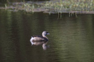 Pied-bill Grebe (podilymbus podiceps) bir gölette yüzüyor