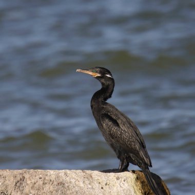 Neotropic Cormorant (phalacrocorax brasilianus) perched on a concrete pier clipart