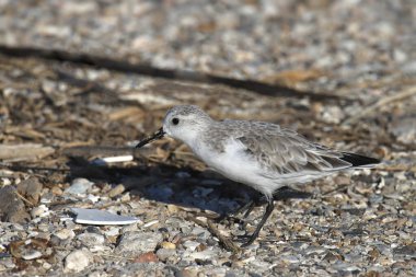 Sanderling (üreme yoksunluğu (calidris alba) çakıl plajında arama yapıyor