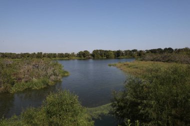 Clay Bottom Pond, Smith Oaks Kuş Sığınağı, High Island, Teksas