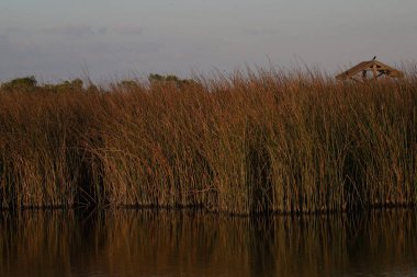 Brazoria Ulusal Vahşi Yaşam Sığınağı, Teksas 'ta sulak arazi