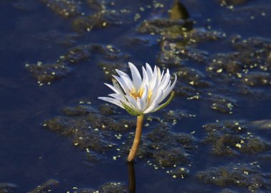 Closeup of a single water lily blossom clipart