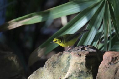 Kapüşonlu Warbler (dişi) (setophaga citrina) büyük bir kayanın üzerine tünemiştir.