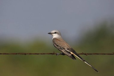 Dikenli tellerin üzerine tünemiş makas kuyruklu sinekkapan (tyrannus forficatus)