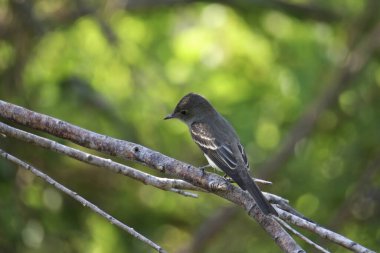Doğu Ağacı (kontopus virens) bir dala tünemiştir
