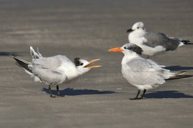 Islak bir kumsalda duran iki Royal Tern (üreme yoksunu) (thalasseus maximus)