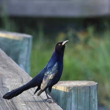 Tekne kuyruklu Grackle (erkek) (quiscalus major) tahtadan bir kaldırıma tünedi