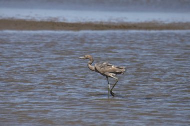 Reddish Egret (egretta rufescens) wading in shallow water clipart