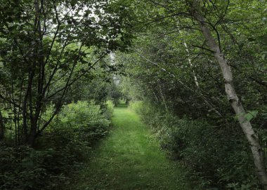 Greg 's Pond Trail, Moosehorn Ulusal Vahşi Yaşam Sığınağı, Maine