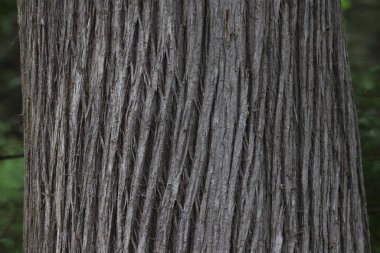 Kuzey Beyaz Sedir Ağacı 'nın kabuğuna yakın.