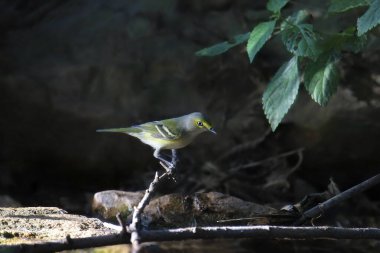 Beyaz gözlü Vireo (vireo griseus) bir su havuzu üzerinde küçük bir dala tünemişti.