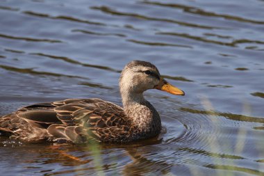 Closeup of a Mottled Duck (male) (anas fulvigula)  clipart