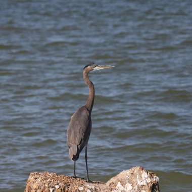 Great Blue Heron (ardea herodias) perched on a big rock beside the ocean clipart