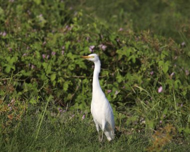 Egret (bubulcus ibis) otlakta duruyor
