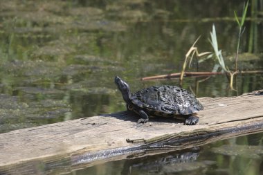 Turtle Western Chicken (deirochelys reticularia miaria) sunning itself  on wooden plank floating in a pond clipart