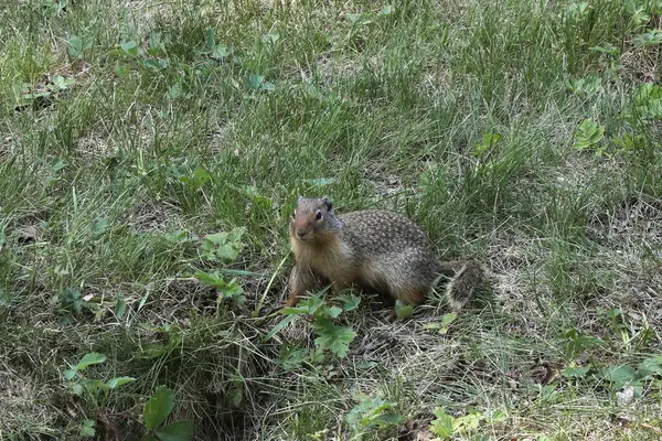 Kolombiya yer sincabı (urocitellus columbianus) deliğine açılan deliğin yanında çömeldi