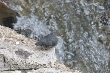 Ouzel (American Dipper) (cinclus mexicanus) poised on a big rock beside a mountain stream clipart