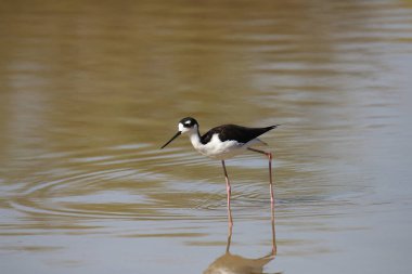 Siyah boyunlu Stilt (himantopus mexicanus) sığ sularda yüzüyor