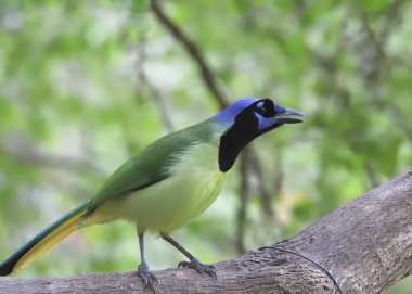 Green Jay (cyanocorax luxuosus) perched on a huge tree branch clipart