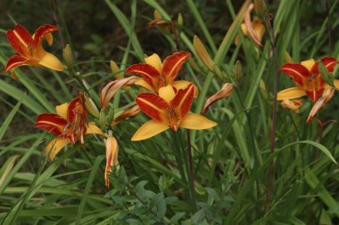 Tiger Lilies (lilium lancifolium) in full bloom  clipart