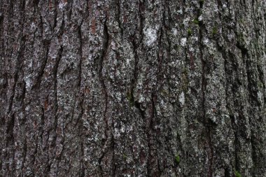 Ağacın kabuğuna yakın.