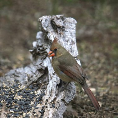 Kuzey Kardinali (dişi) (kardinalis cardinalis) kütüğün oyuğundan kuş yemi yiyor