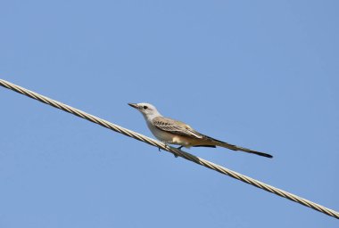 Bir güç hattına tünemiş makas kuyruklu sinekkapan (tyrannus forficatus)