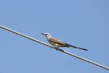 Scissor-tailed Flycatcher (tyrannus forficatus) perched on a power line clipart