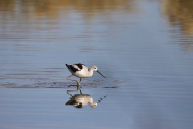 Amerikan Avocet (üreme yoksunluğu) sığ sularda yüzen