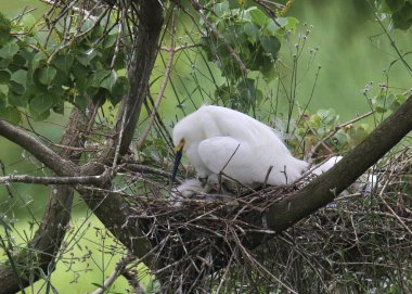 Snowy Egret (adult and babies) in a nest in a big tree clipart