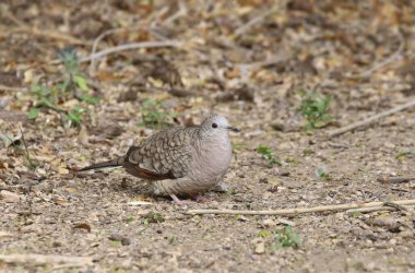 Inca Dove (columbina inca) foraging on the ground clipart