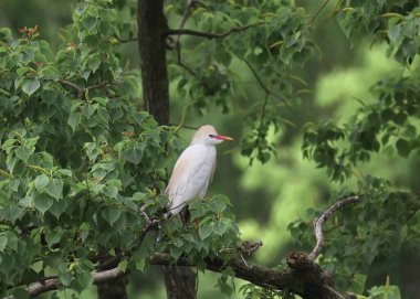 İri cüsseli davarlar, ağaçların meyvelerinde otluyorlardı.