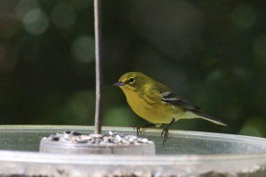 Pine Warbler (setophaga pinus) eating from a bird feeder clipart