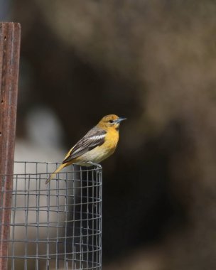 Baltimore Oriole (female) (icterus galbula) perched on some wire fencing clipart